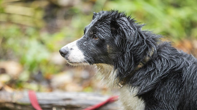 Close up of a border collie with wet fur and autumn leaves in the background.